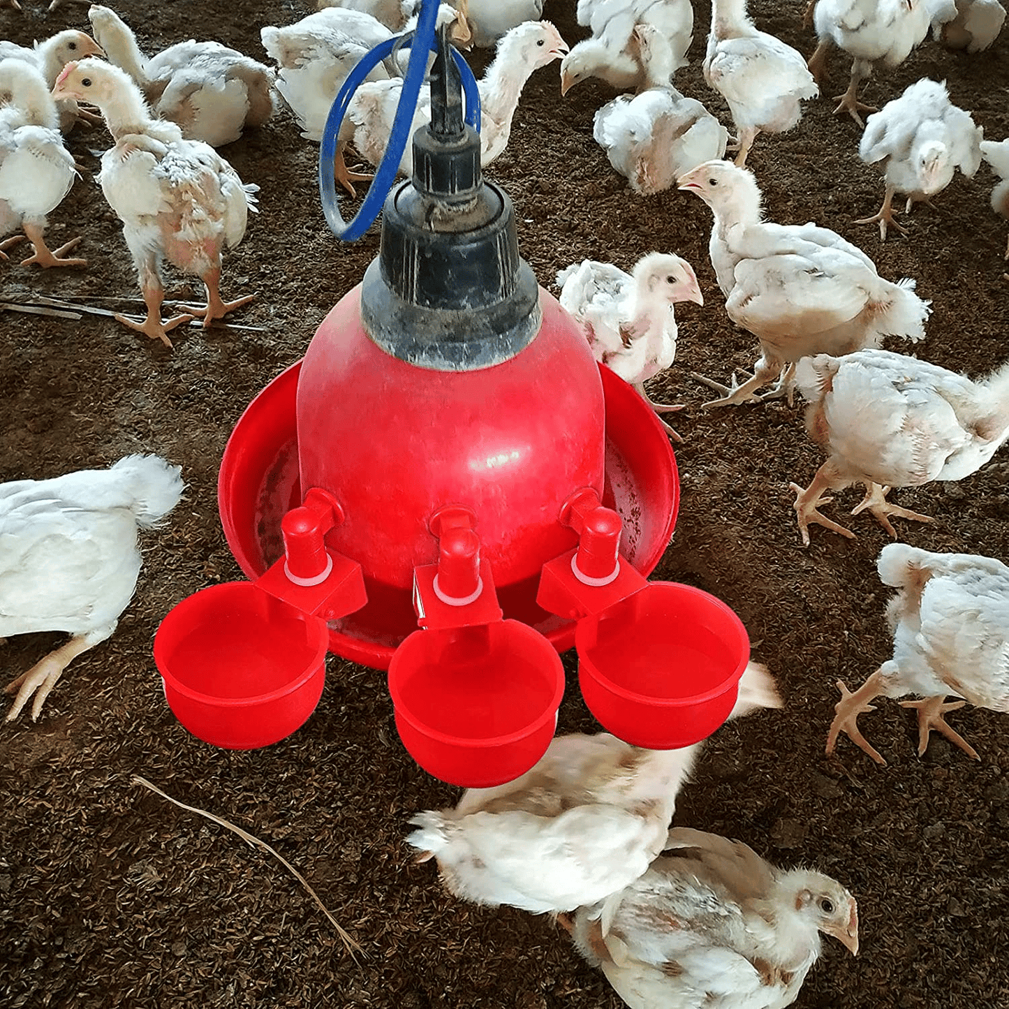(HOT SALE) 6PCS/SET Automatic Poultry Drinking Bowl - Buy 2 Get 1 Free
