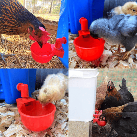 (HOT SALE) 6PCS/SET Automatic Poultry Drinking Bowl - Buy 2 Get 1 Free